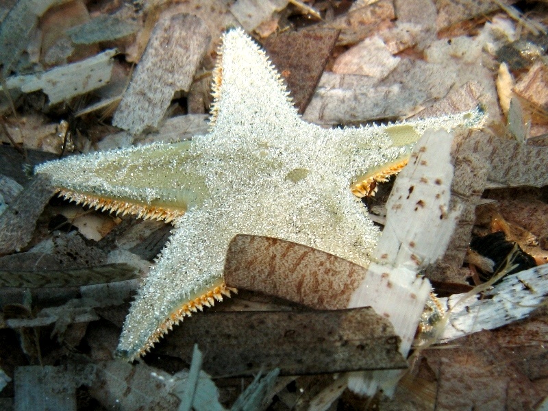 Astropecten jonstoni (Delle Chiaje, 1827)